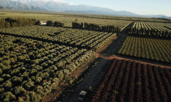 Aprovechamiento EnergÉtico De La Biomasa De Los Principales Cultivos De TucumÁn Biomasa 6022